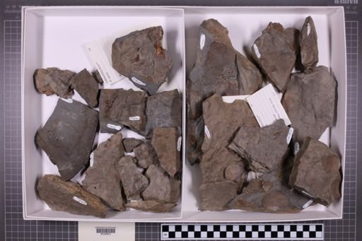 mixed taxa, stratigraphic collection