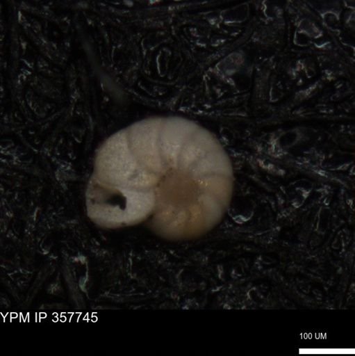 undet. Foraminiferida