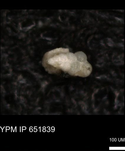 undet. Heterohelicidae
