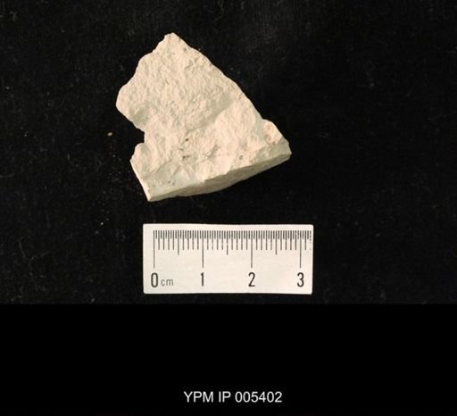 Delopterum dunbari