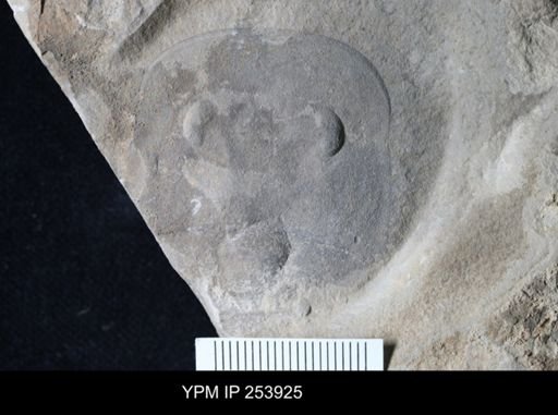 Eurypterida