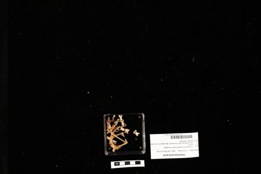 Chrysemys picta picta