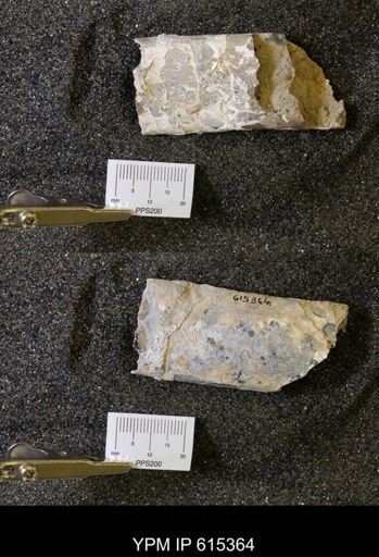 Baculites sp.