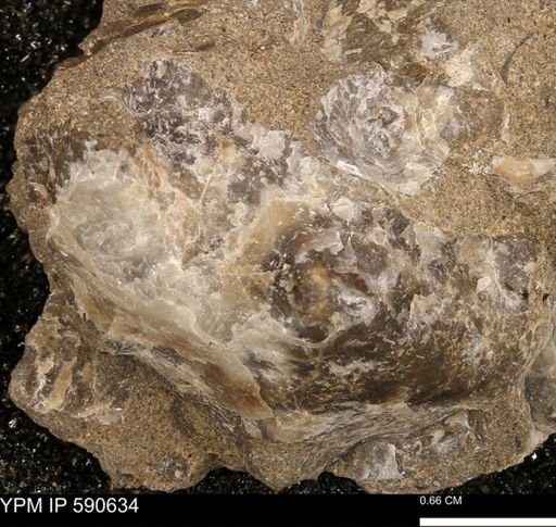 Ostrea sp.