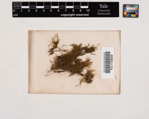 Plantae