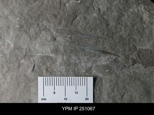 undet. Phyllocarida