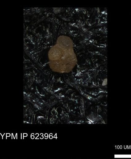 undet. Foraminiferida