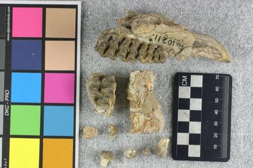Agriochoerus