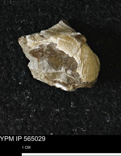 Parallelodon (Cosmetodon)?