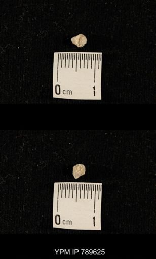 undet. Bryozoa