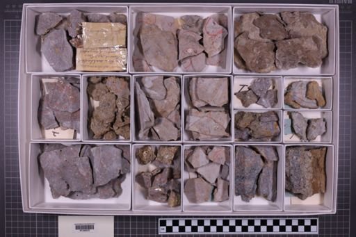 mixed taxa, stratigraphic collection