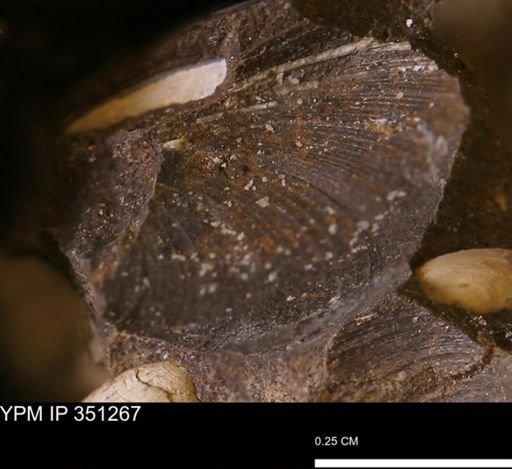 Limopsis striatopunctatus