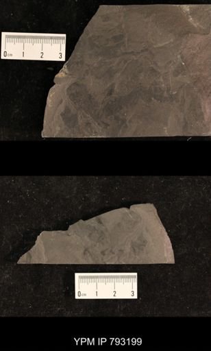Mormolucoides articulatus
