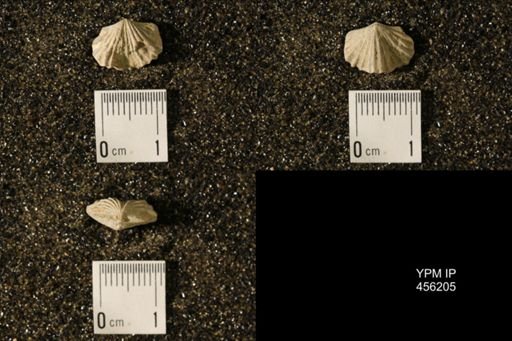 Platystrophia biforata
