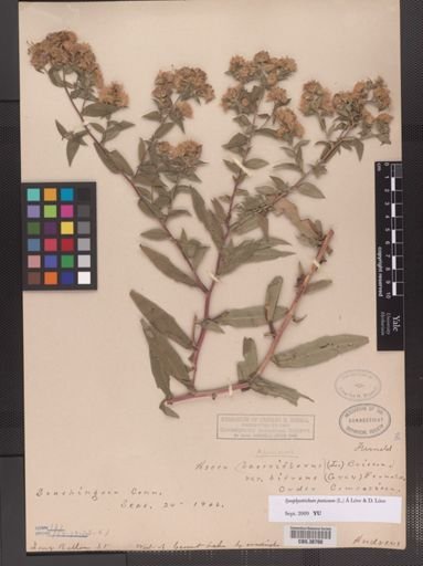 Symphyotrichum puniceum