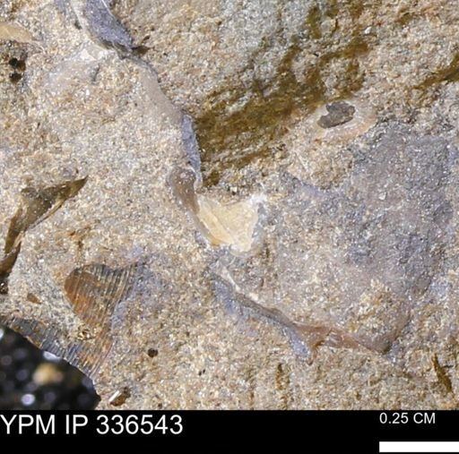 undet. Mollusca