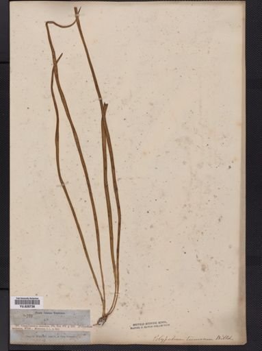 Polypodium