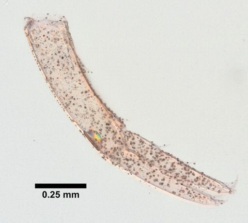 Hyalella