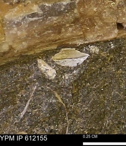 undet. Bivalvia