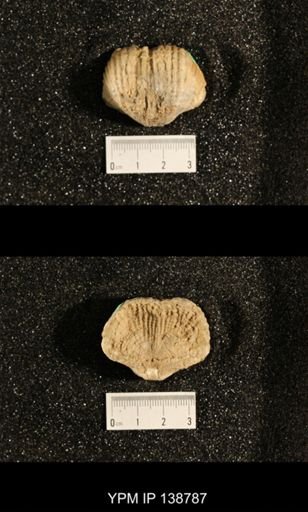 Productus (Dictyoclostus) subcostatus
