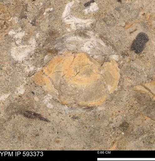 taxon undetermined