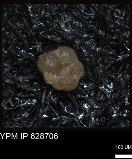 undet. Foraminiferida