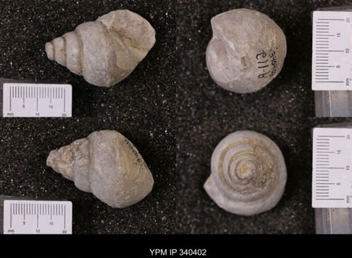 Tylostoma tumidum