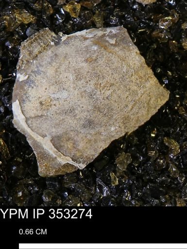 Limopsis striatopunctatus