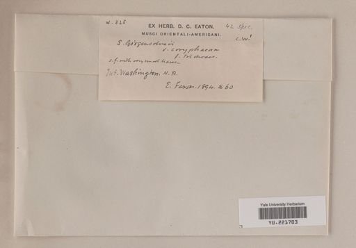 Sphagnum girgensohnii