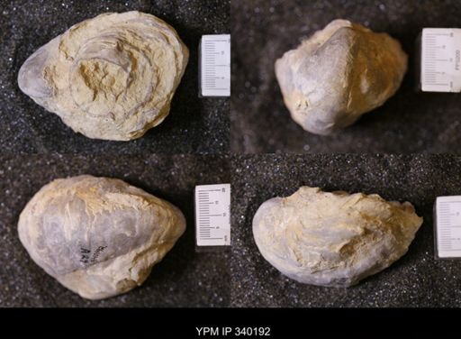Gryphaea sp.