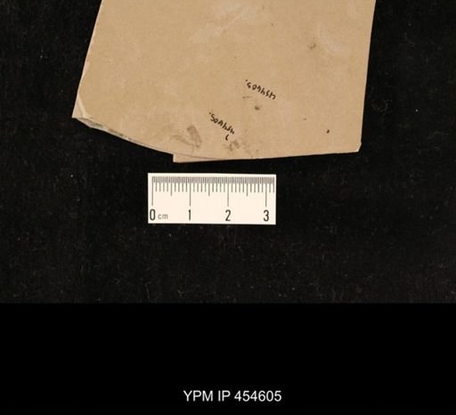 undet. Diptera
