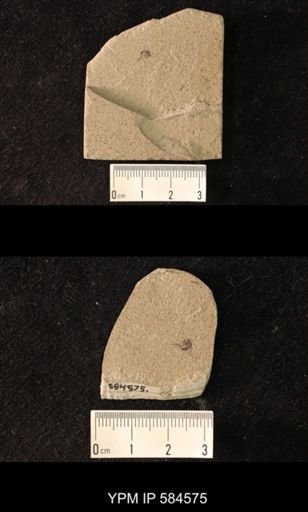 undet. Dolichopodidae