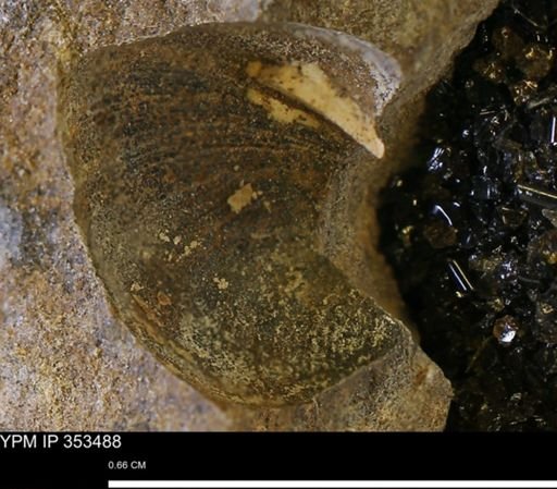Limopsis striatopunctatus
