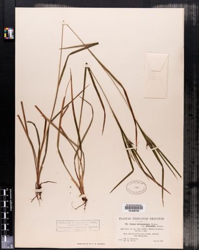Carex intumescens