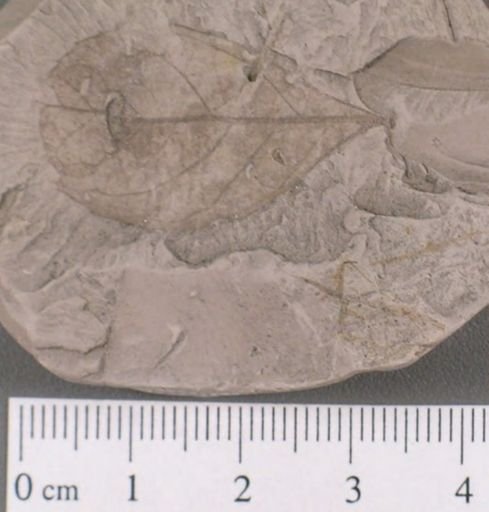 Celastrophyllum newberryanum