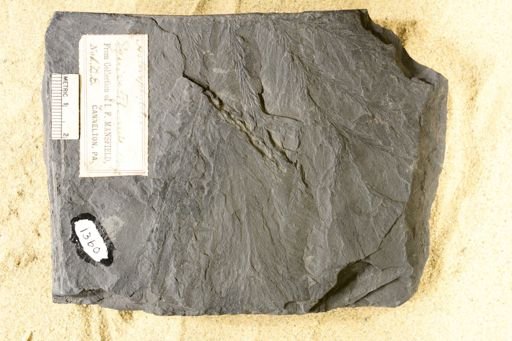 Asterophyllites sp.