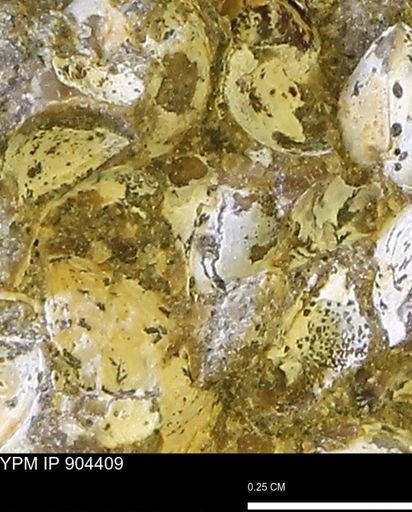 Corbulamella?
