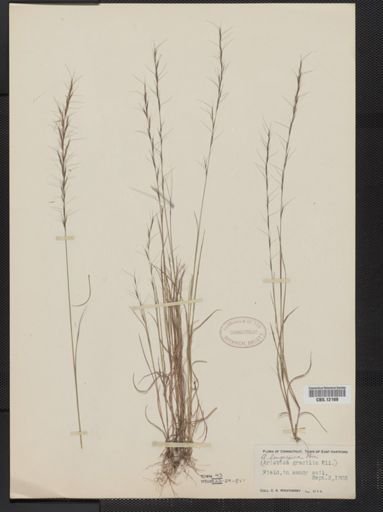 Aristida longespica