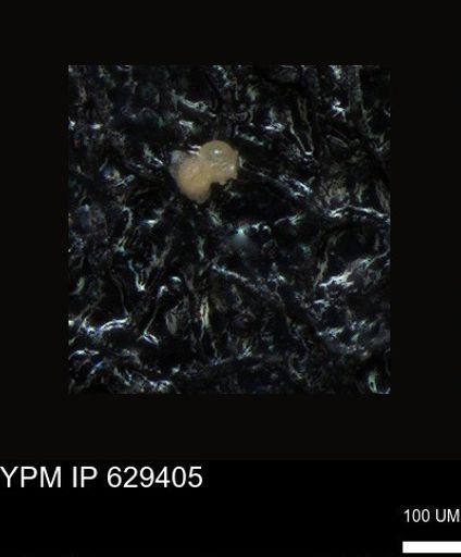 undet. Foraminiferida