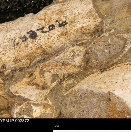Baculites sp.