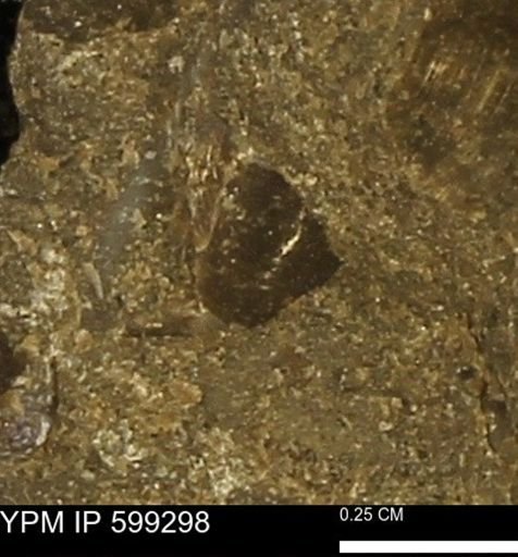 Protocardia subquadrata