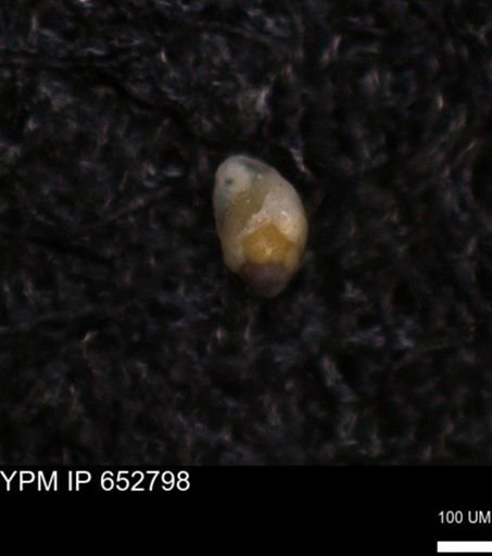undet. Foraminiferida