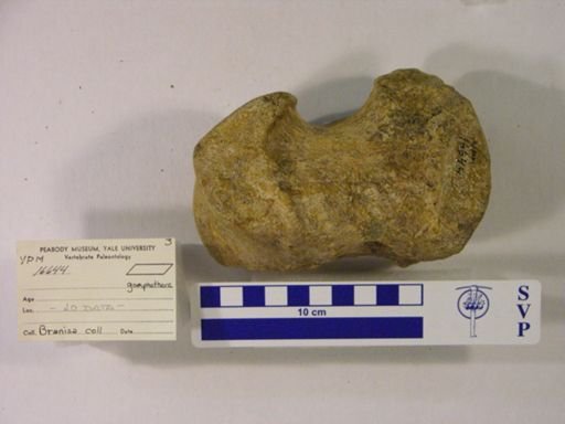 Gomphotheriidae