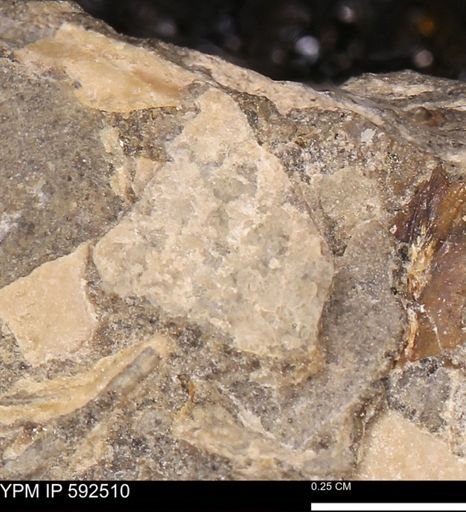 undet. Mollusca