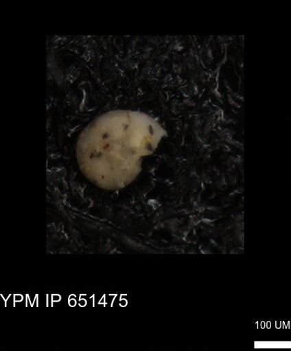 undet. Foraminiferida
