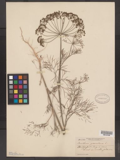 Anethum graveolens