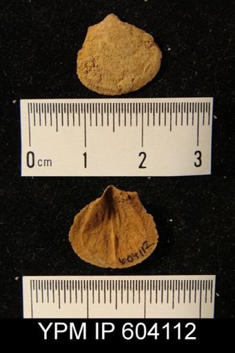 Rhipidomella oblata