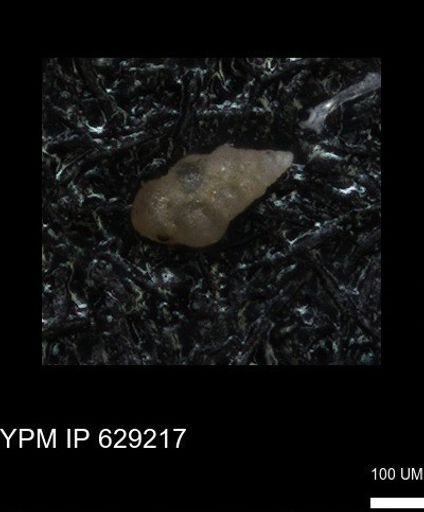 undet. Heterohelicidae