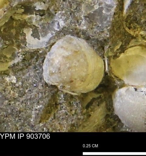 Corbulamella sp.