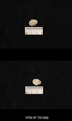 undet. Richthofenioidea